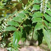 Oregon grape